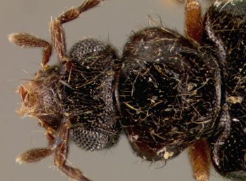 Media type: image;   Entomology 27479 Aspect: head dorsal view